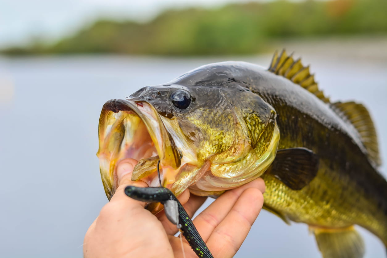 Bass Fishing for Beginners: How to Start | Don't Get Skunked